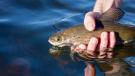 Releasing a Montana arctic grayling back to the depths