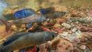 Montana Fluvial Arctic Grayling 