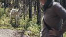Mountain Goat encounter