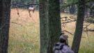 elk hunting archery
