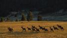Wilderness Study Areas, Hunting, Montana