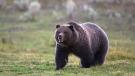 Grizzly bears, Montana wildlife, Safety in the backcountry, Outside Bozeman